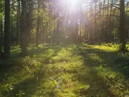 КП Репино Парк